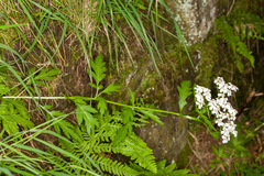 Achillea macrophylla