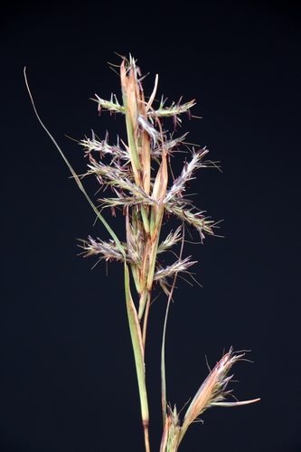 Image of Cymbopogon marginatus by (c) Jim Sweet, some rights reserved (CC BY)