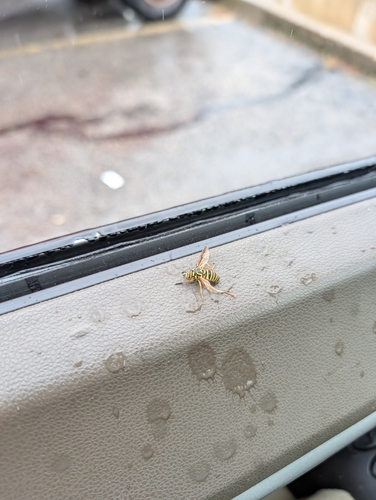 Unknown species found near Sawmill Ravines, Columbus, OH, USA