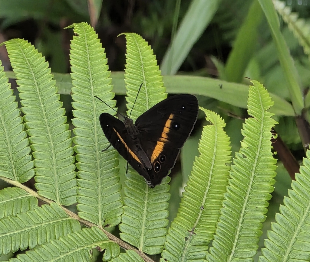 Mycalesis barbara
