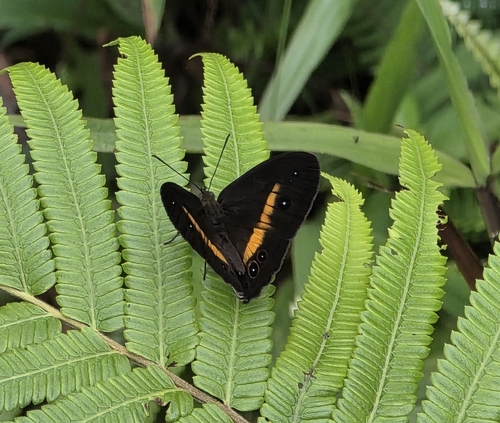 Mycalesis barbara