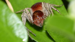 Oxyopes flavipalpis