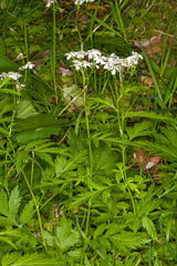Achillea macrophylla