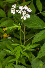 Achillea macrophylla