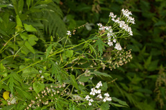 Achillea macrophylla
