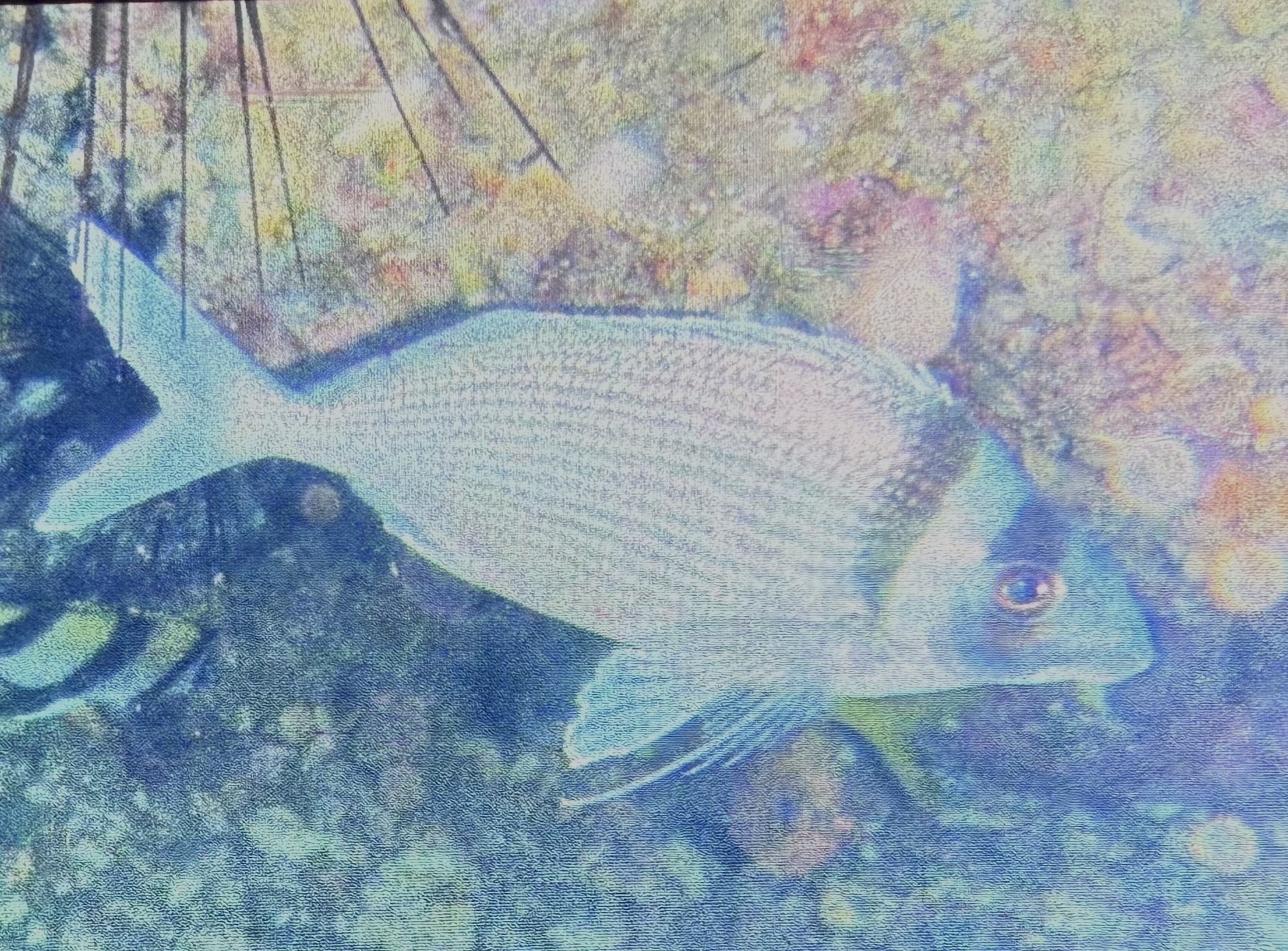 Gay's Morwong photo 7