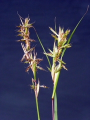 Cymbopogon marginatus