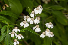 Achillea macrophylla