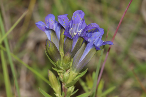 pleated gentian