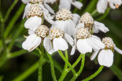 Achillea macrophylla