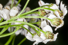 Achillea macrophylla