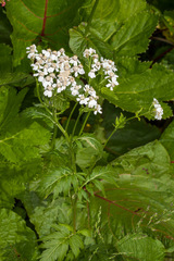 Achillea macrophylla