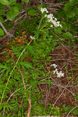 Achillea macrophylla
