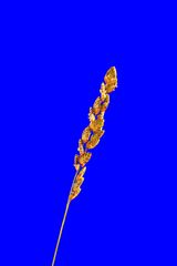 Eragrostis capensis
