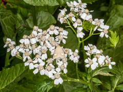 Achillea macrophylla