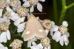 Achillea macrophylla