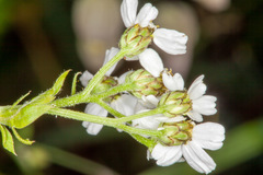 Achillea macrophylla