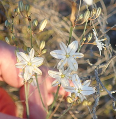 Chlorophytum crispum
