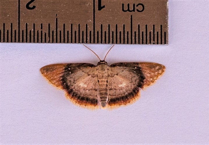 Tricentra albiguttata