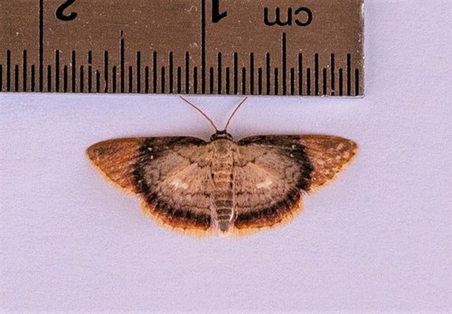 Tricentra albiguttata