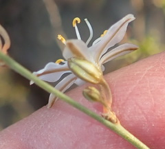 Chlorophytum crispum