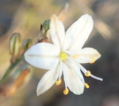 Chlorophytum crispum