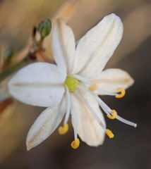 Chlorophytum crispum
