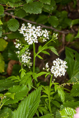Achillea macrophylla