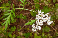 Achillea macrophylla