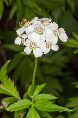 Achillea macrophylla