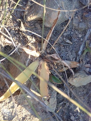 Chlorophytum crispum