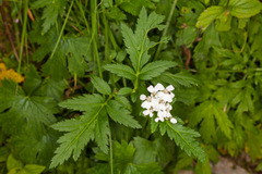 Achillea macrophylla