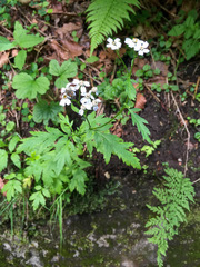 Achillea macrophylla