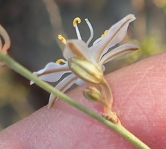 Chlorophytum crispum
