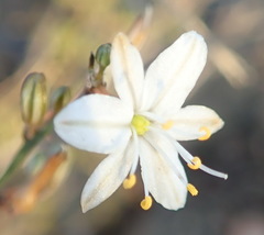 Chlorophytum crispum