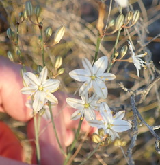 Chlorophytum crispum