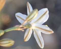 Chlorophytum crispum