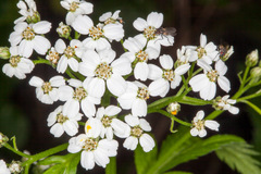 Achillea macrophylla