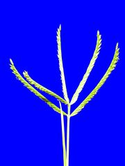Eleusine coracana