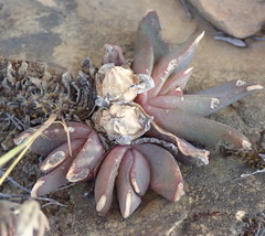 Glottiphyllum