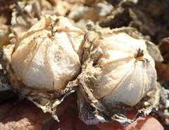 Glottiphyllum