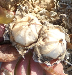 Glottiphyllum