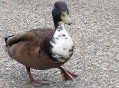 Anas platyrhynchos domesticus