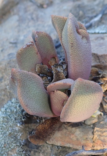 Image of Pleiospilos compactus by (c) Nicola van Berkel, some rights reserved (CC BY-SA)