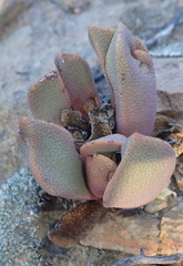 Pleiospilos compactus
