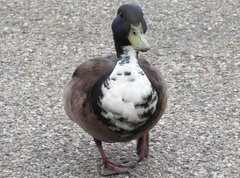 Anas platyrhynchos domesticus