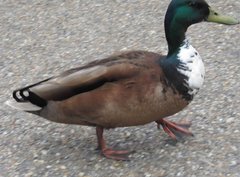 Anas platyrhynchos domesticus