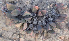 Pleiospilos compactus