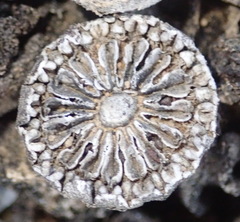 Pleiospilos compactus