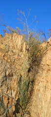 Anginon swellendamense